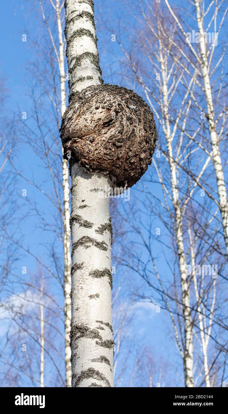 Große runde Burl wächst auf Birkenstamm, Finnland Stockfoto