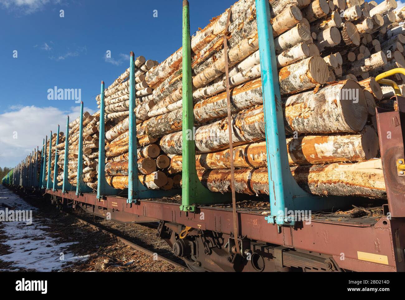 Ansicht von Birkenholz Baumstämme auf Eisenbahn Ladung Log Zug für den Transport mit offenen flachen Autos mit Metallrahmen Stakes geladen, Finnland Stockfoto