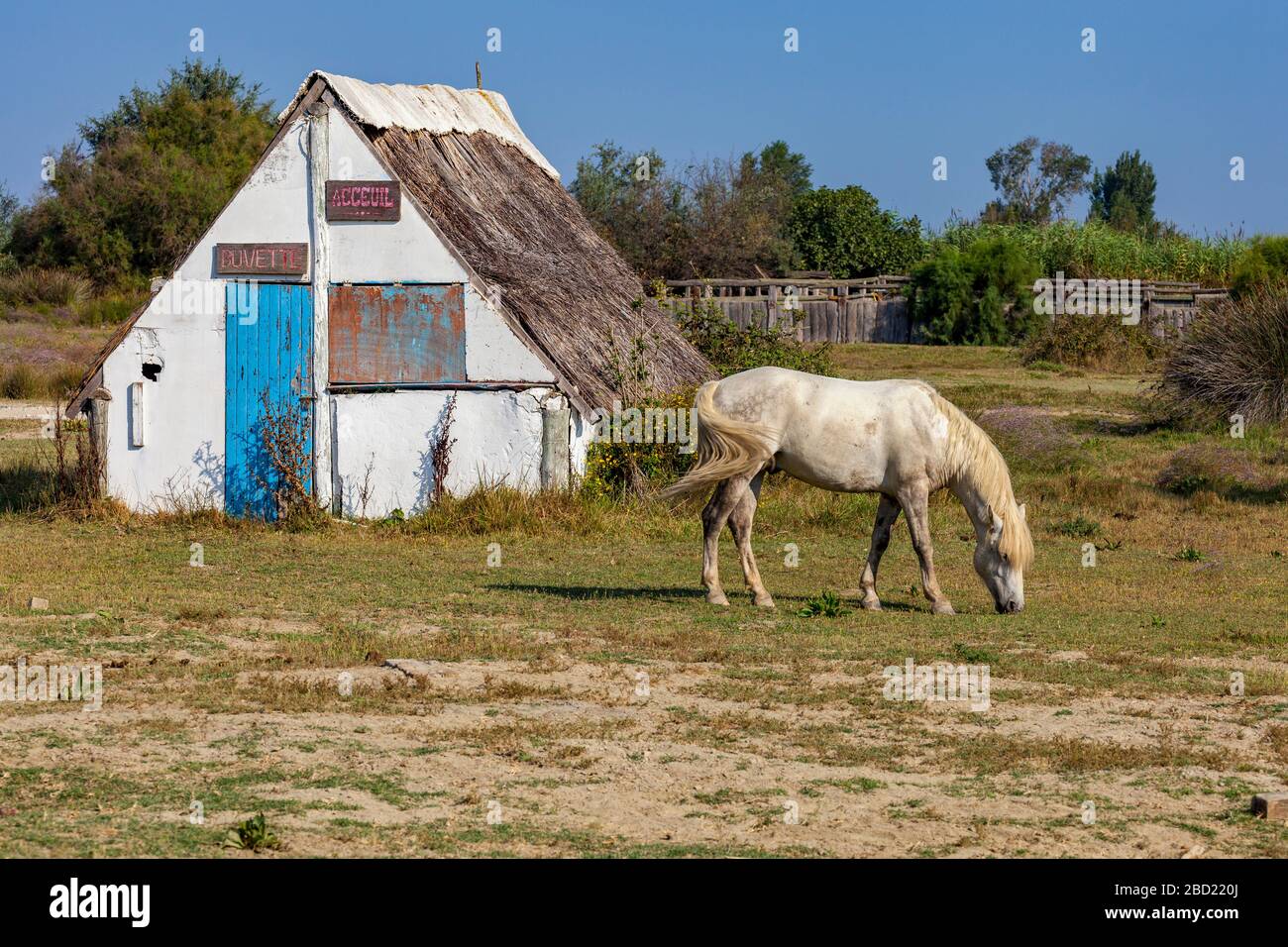 Camargue Horse, Provence Stockfoto