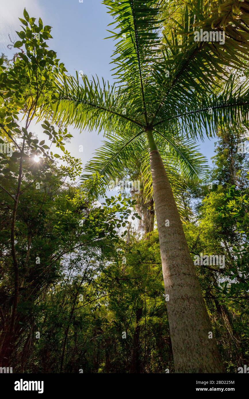 Palme in Everglades, Florida Stockfoto