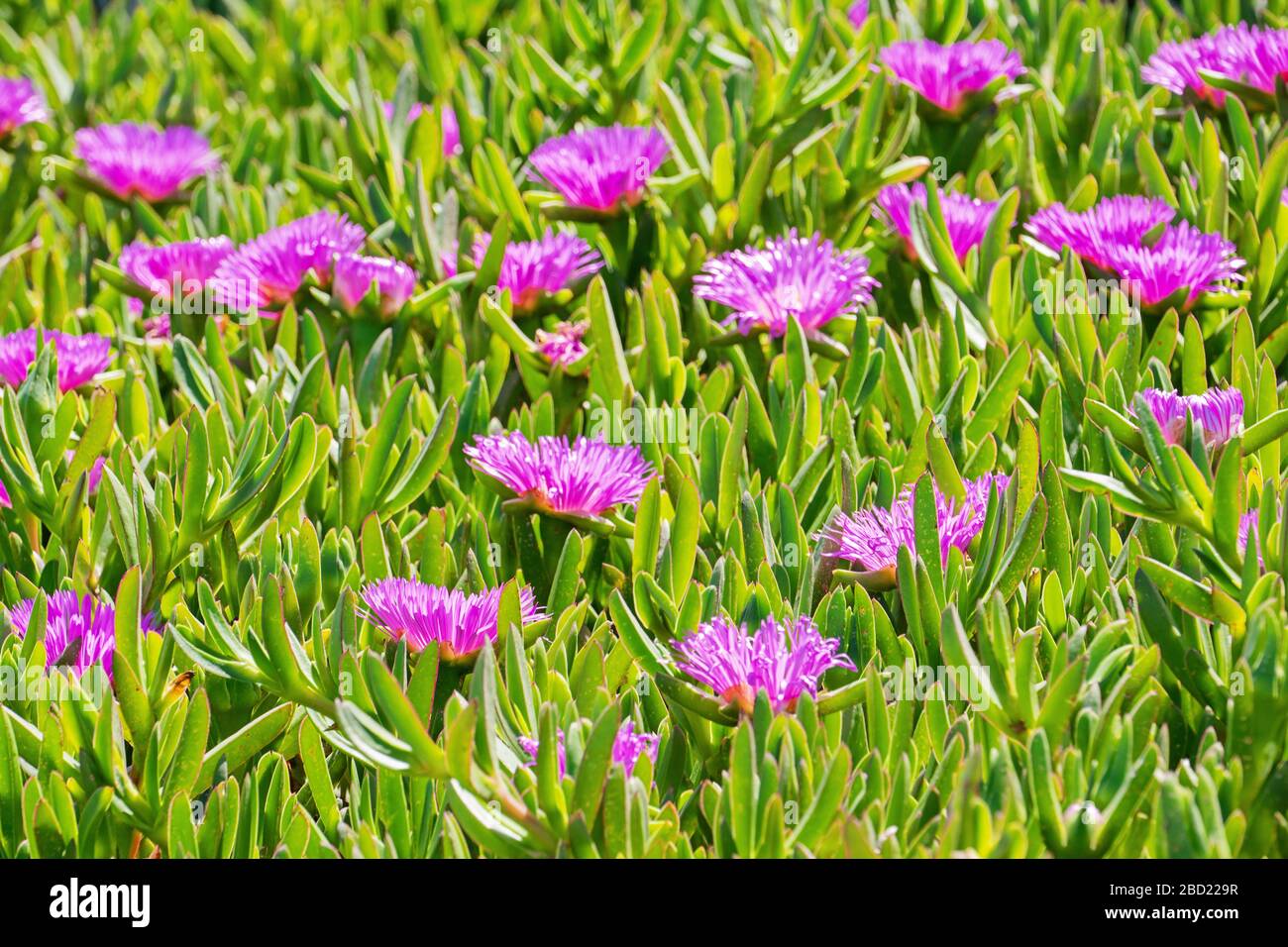 Blühende Blume des Carpobrotus Chilensis auf Sanddünen typische saftige Pflanze für subtropische Gebiete Stockfoto