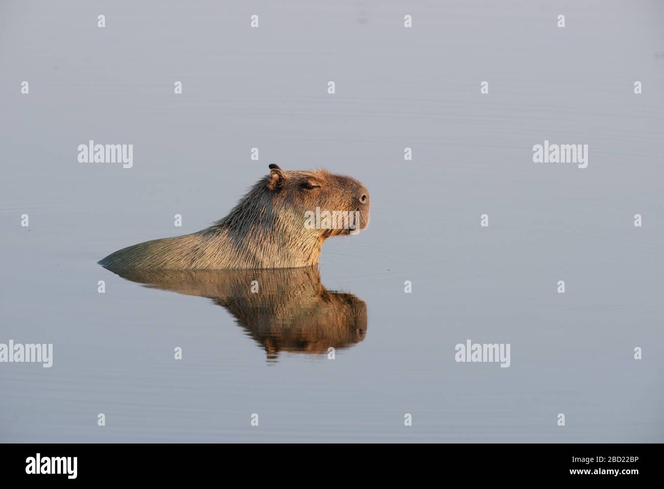 Ein Capybara in einem See im südlichen Pantanal an einem windenlosen Tag Stockfoto