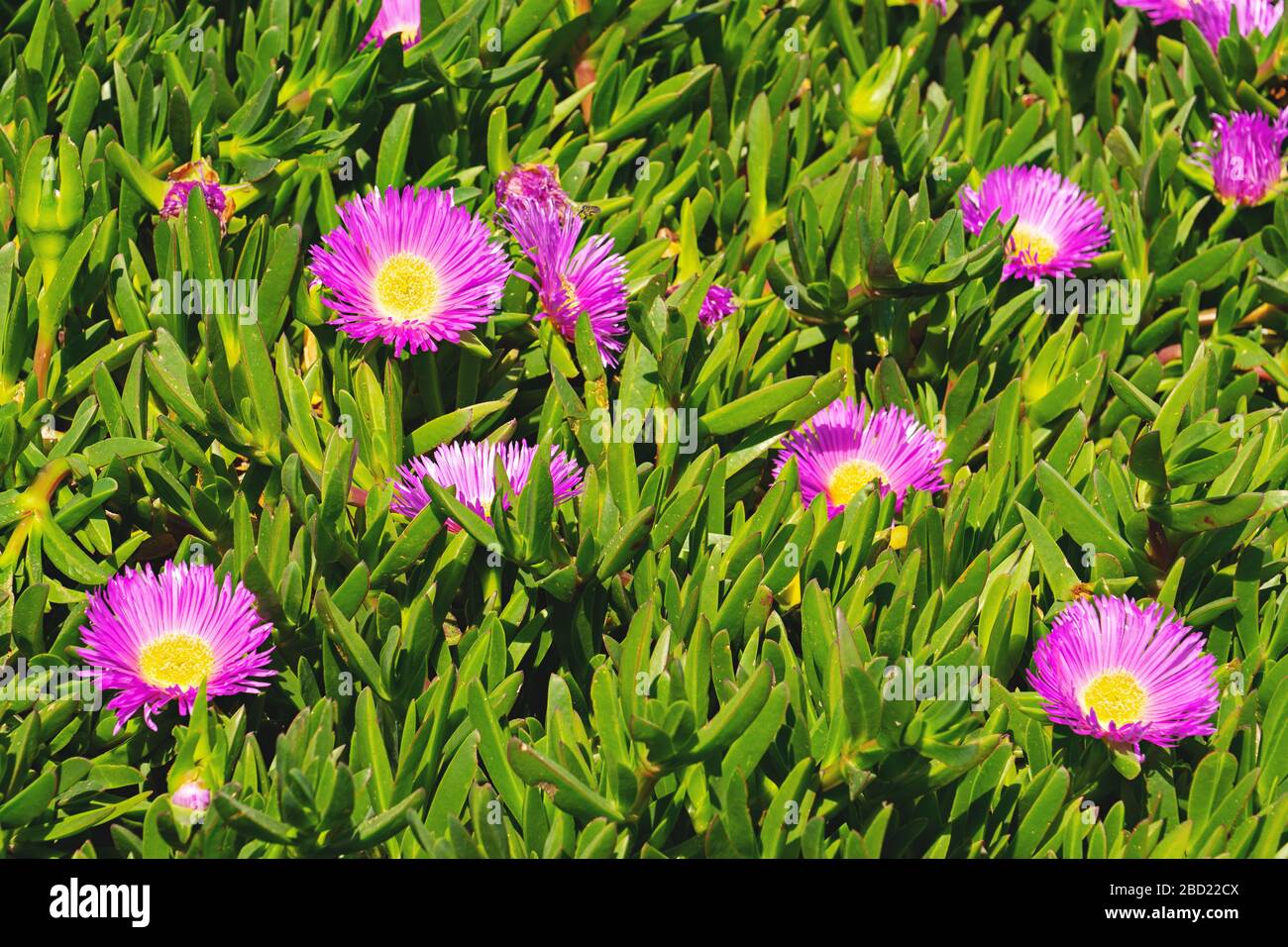 Blühende Blume des Carpobrotus Chilensis auf Sanddünen typische saftige Pflanze für subtropische Gebiete Stockfoto