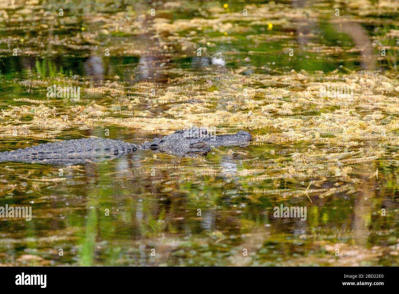 Crocodile, Everglades, Florida Stockfoto