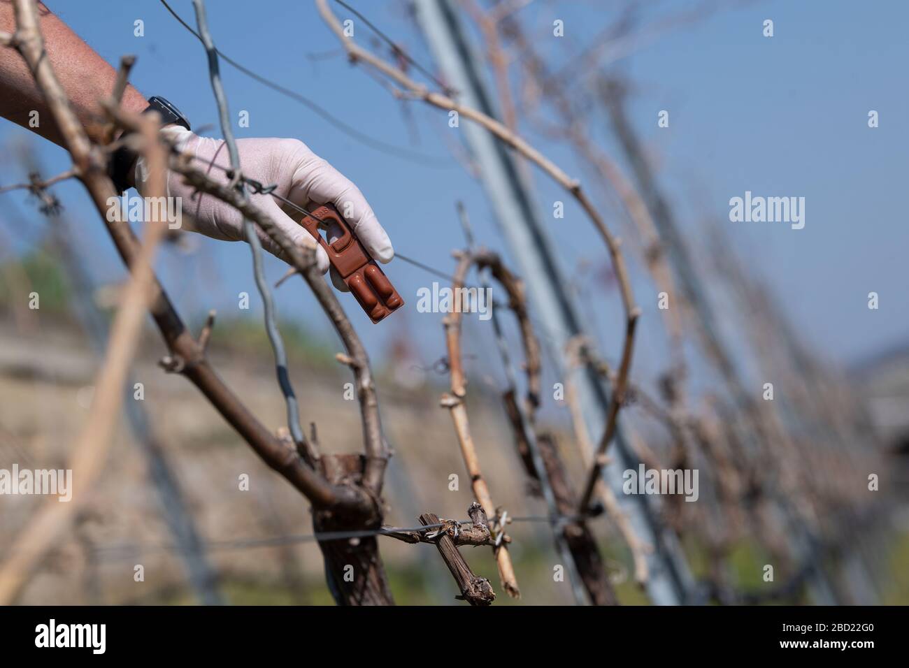 06. April 2020, Baden-Württemberg, Lauffen am Neckar: Winzer Bernhard Schmids befestigt an einem Draht in einem Weinberg eine Pheromonampulle. Die Anwendung von Ampullen mit dem Lockmittel dient der Bekämpfung von Schädlingen im Weinanbau - die Pheromone sollen verhindern, dass der Traubenbeermott Eier legt. Foto: Marijan Murat / dpa Stockfoto