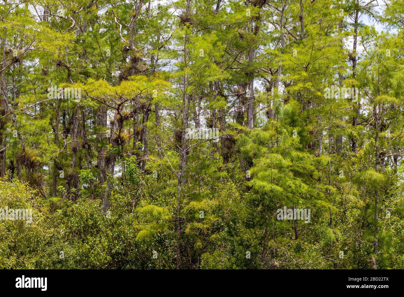 Everglades, Florida Stockfoto