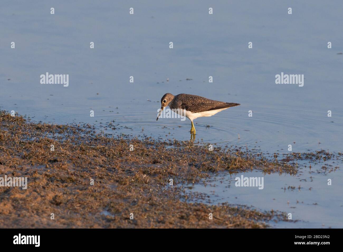 Ein einsamer Sandpiper (Tringa solitaria), der an einem Seeufer im Pantanal von Brasilien lebt Stockfoto
