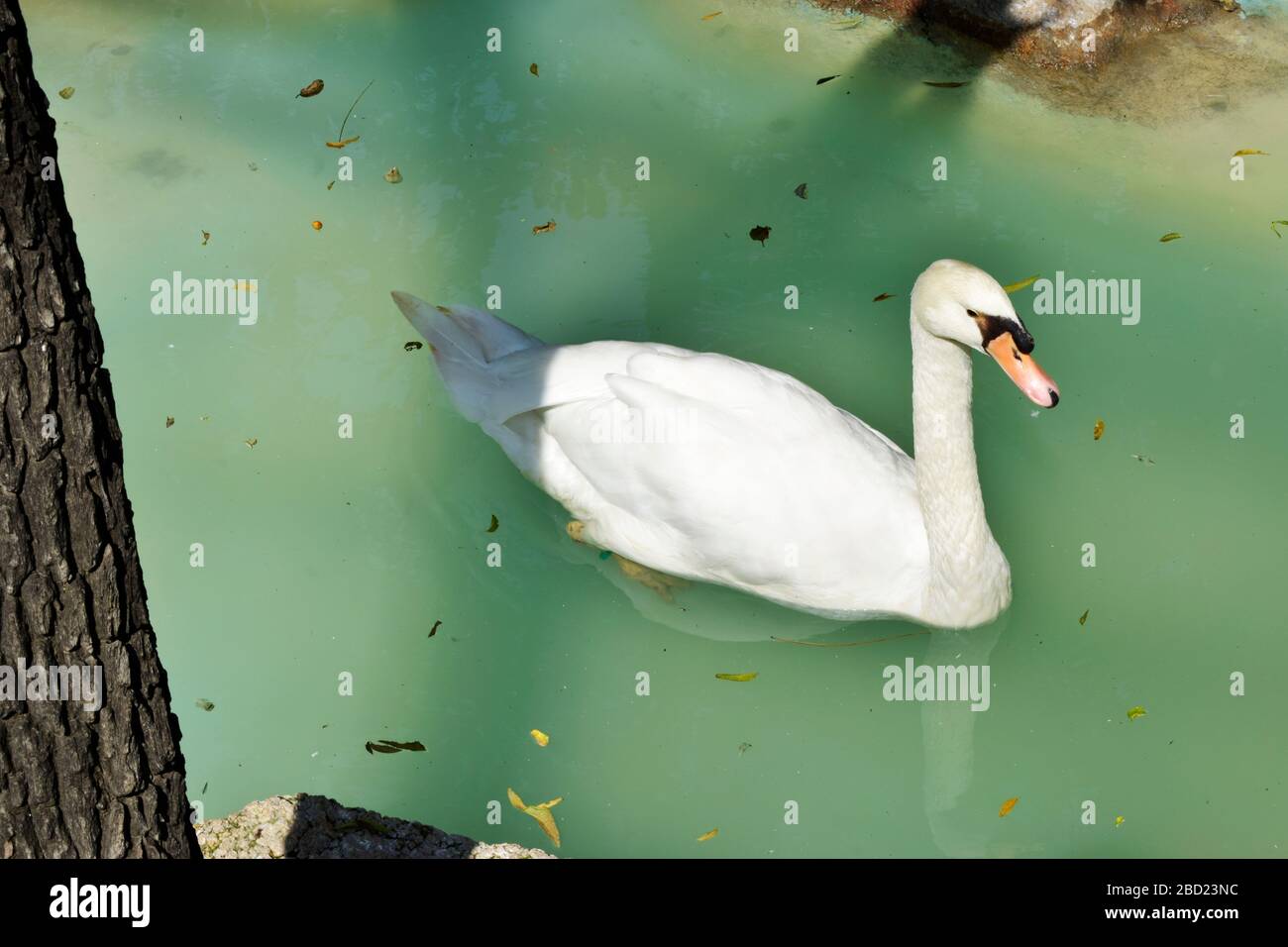 Weißer Schwan Im Wasser. White Swan Schwimmen Im Wasser. Stock-Foto-Bild Stockfoto