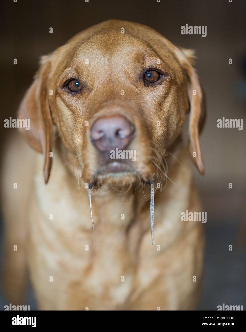 Ein Tierlabrador Retriever Hundeporträt mit Drool und Speichel, die aus dem Mund dribbeln und während des Wartens auf Essen abtropfen Stockfoto