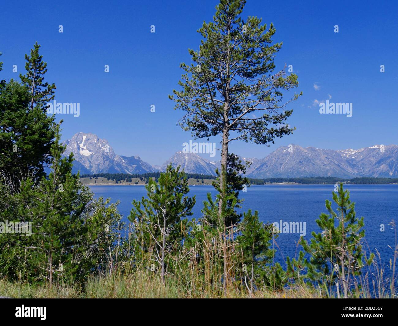 Schöner Blick auf die Jackson Lake Staumauer durch die Bäume, mit den Grand Teton Bergketten im Hintergrund. Stockfoto