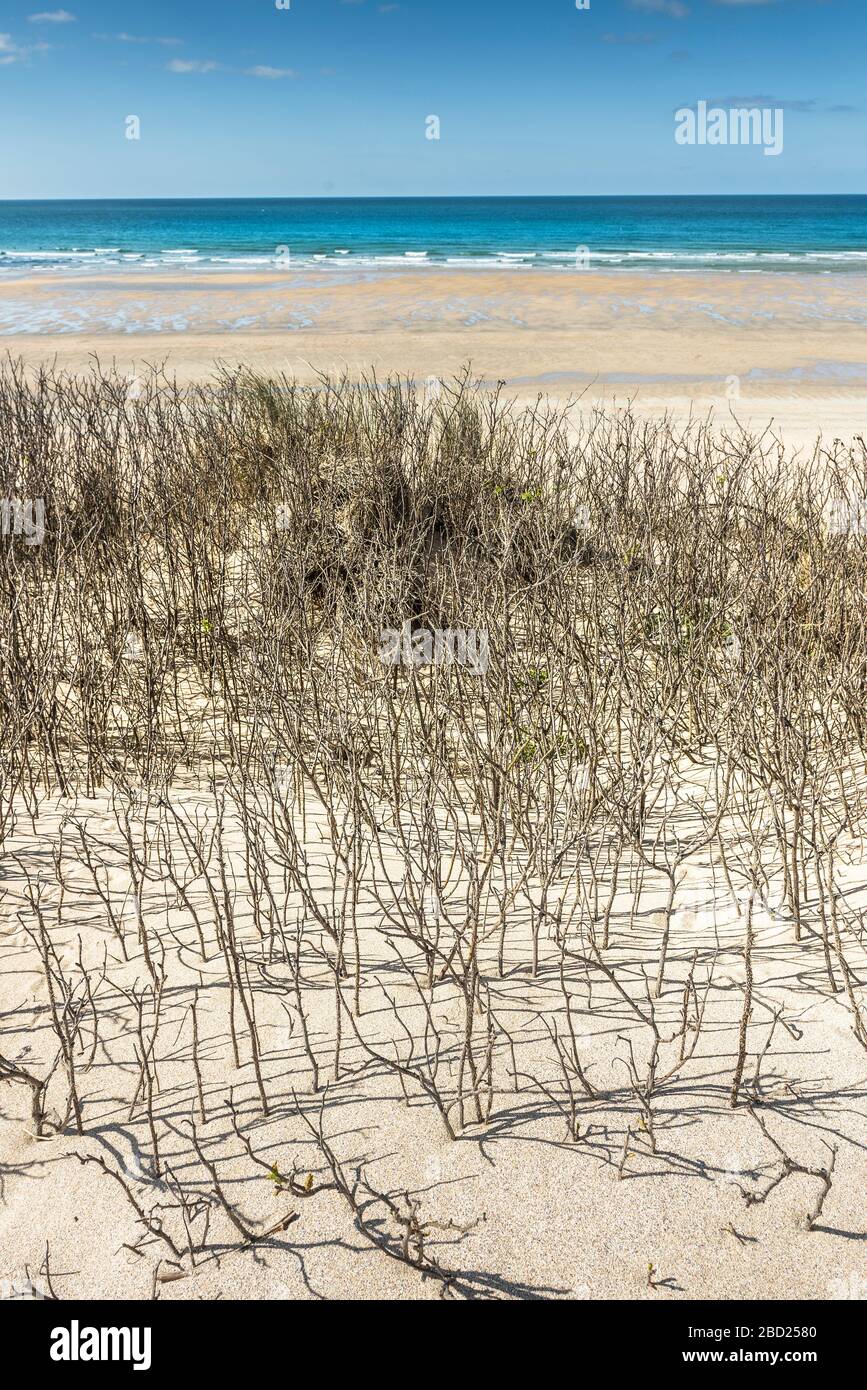 Die Vegetation wächst auf dem Sanddünensystem mit Blick auf einen völlig menschenleeren Fistral Beach in Newquay in Cornwall. Stockfoto