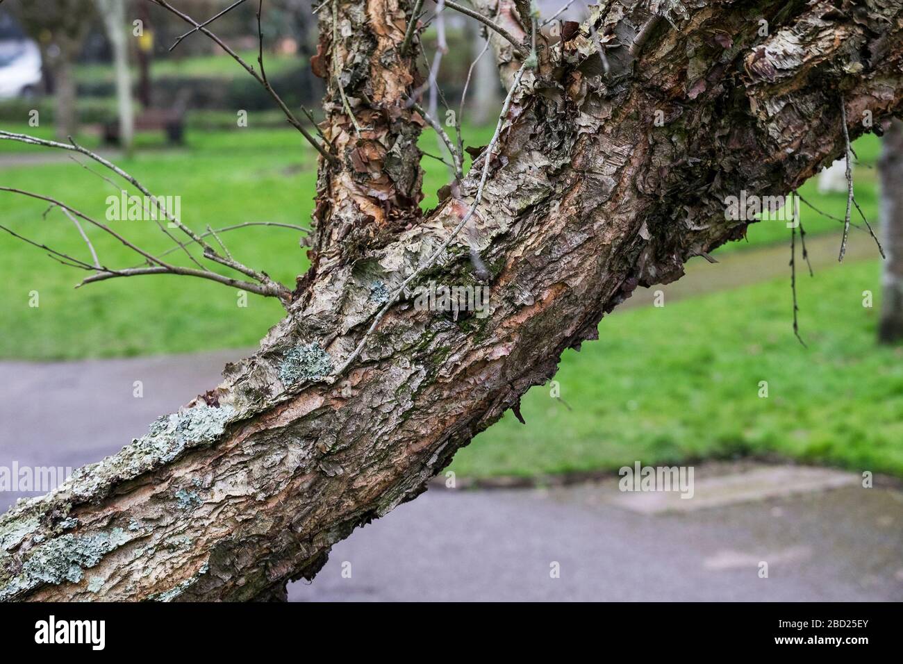 Die markante Schälrinde eines Schwarzen Birchbaums, die in Erinnerung an Charles Woolf in den Trenance Gardens in Newquay in Cornwall gepflanzt wurde. Stockfoto