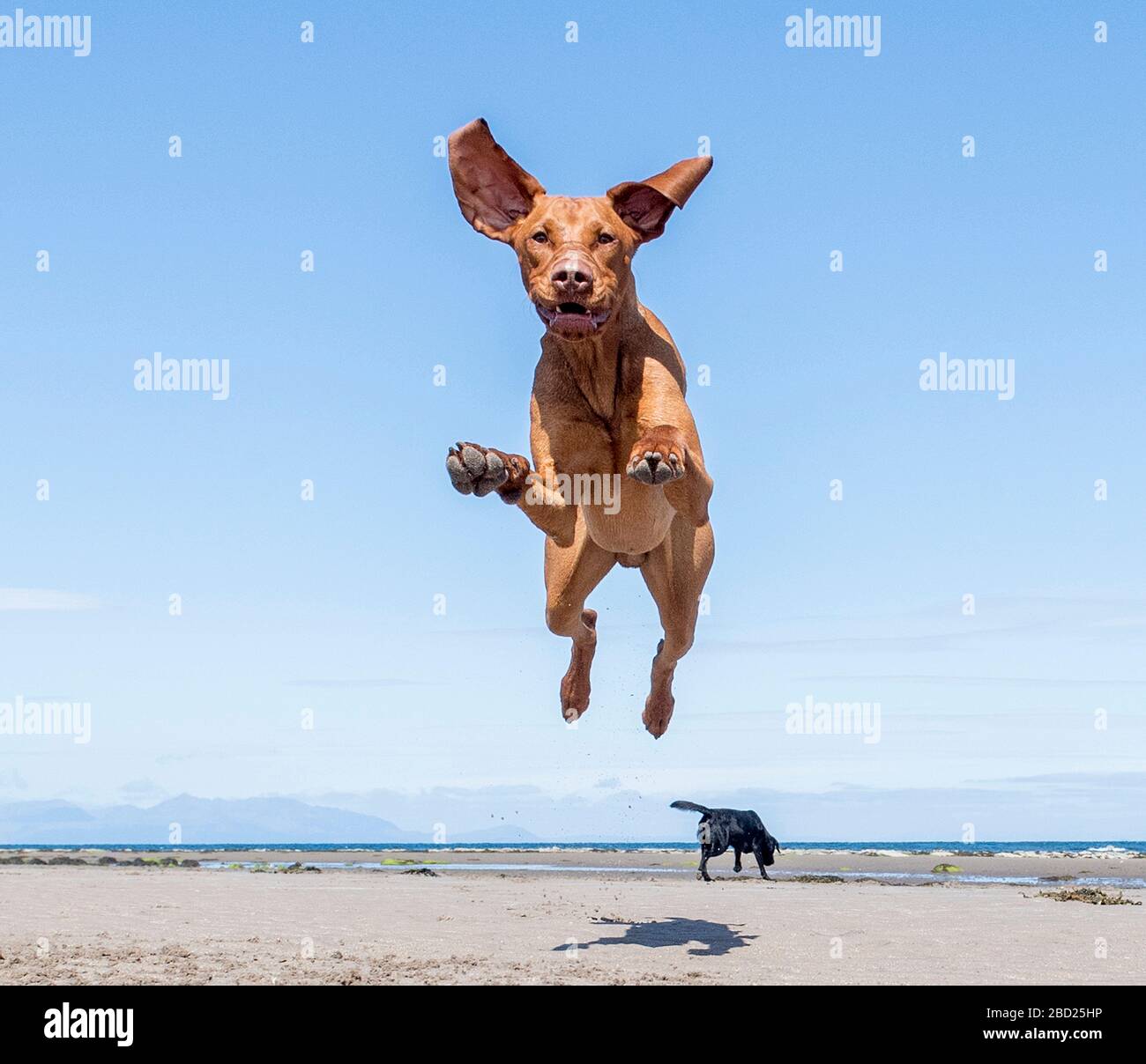 Fliegender springender Hund am Strand Stockfotografie - Alamy