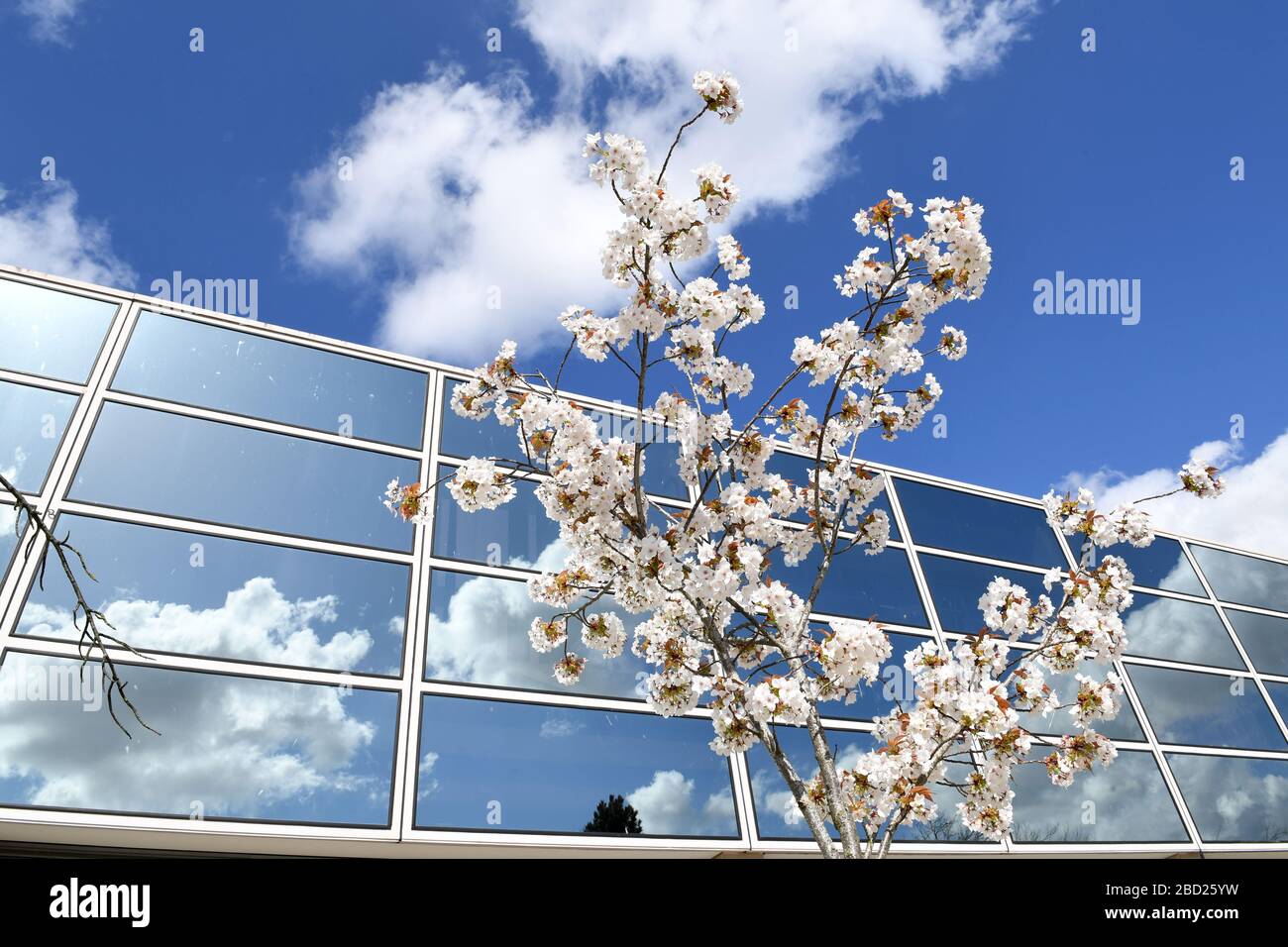 Central Milton Keynes Gebäude Snow Dome Outdoor Markt Blossom Reflexionen auf Glaszentrum Beschilderung Corona Virus Covid 19 Grid-System Stockfoto