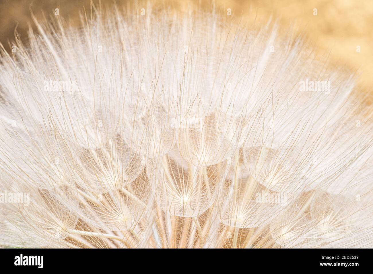 Nahaufnahme von riesigem Löwenzahn und abstraktem Hintergrund im Frühling im Sommer. Stockfoto