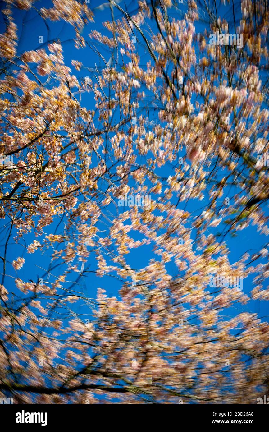 Hoher Kontrast Hintergrund der Frühlingsblumen mit weißen und rosa Farben am Himmel - verschwommen Stockfoto