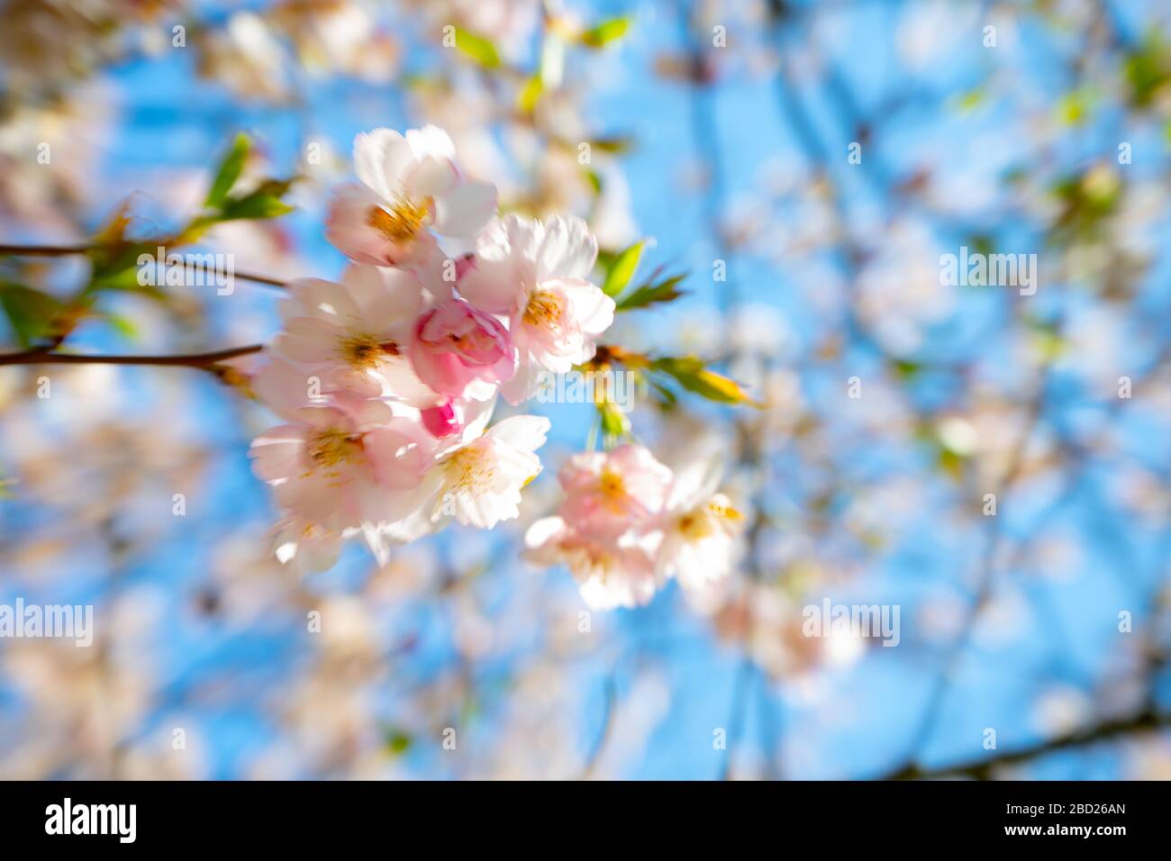 Verschwommener heller Hintergrund von Frühlingsblumen mit weißen und rosa Farben im Frühjahr Stockfoto