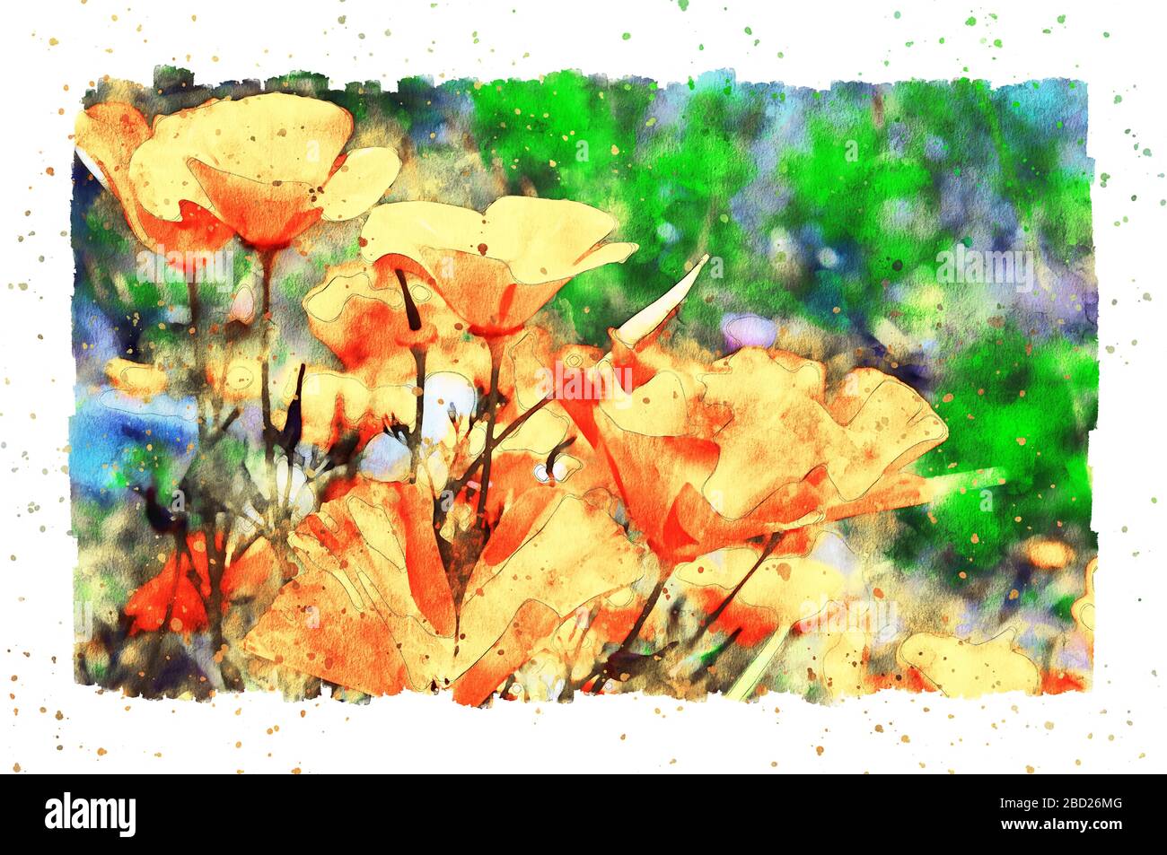 Aquarellgemälde: Orangefarbene kalifornische Mohnblüte in der Sommerzeit. Stockfoto