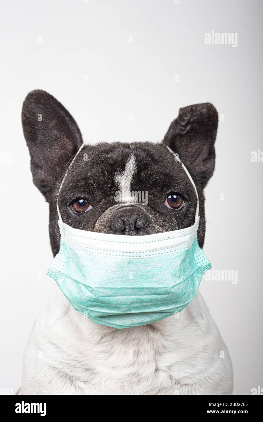 Nahaufnahme der französischen Bulldogge mit medizinischer Maske isoliert auf weißem Hintergrund. Coronavirus-Konzept Stockfoto
