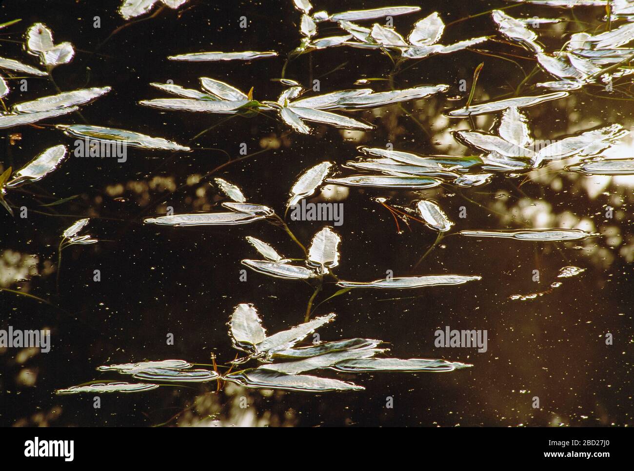 Guernsey. Im Hochwasserwasser schwimmt der Baum. Stockfoto