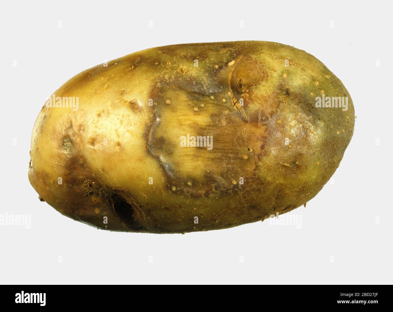 Kartoffelknolle aus einer Ernte mit Spätblitze (Phtophthora infestans), die Verfärbung durch Oomycete-Infektionen zeigt Stockfoto