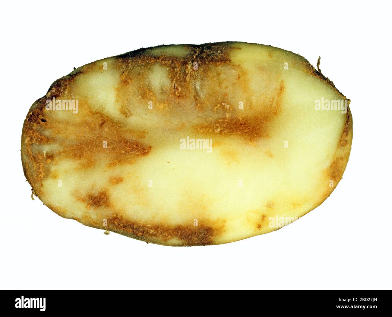 Kartoffelknolle aus einer Ernte mit Spätblitze (Phtophthora infestans), die auf eine Infektion der Oomycetel-Krankheit auf dem in einem Abschnitt gezeigten Fleisch zurückgeht Stockfoto