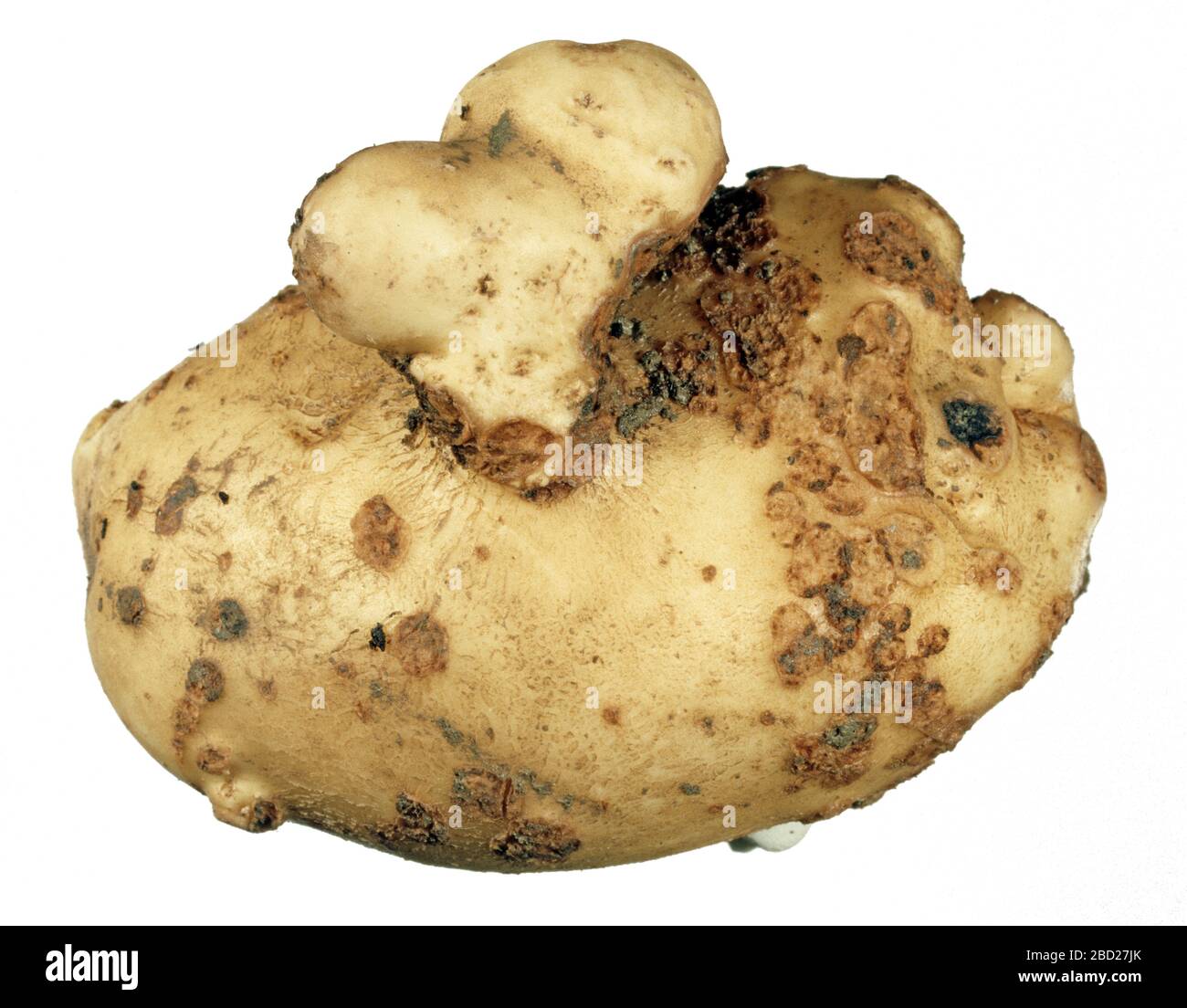 Eine Zerkozoenkrankheit pulveriger Schabe (Spongospora subterranea) an einer kantigen und warzigen Kartoffelknolle Stockfoto