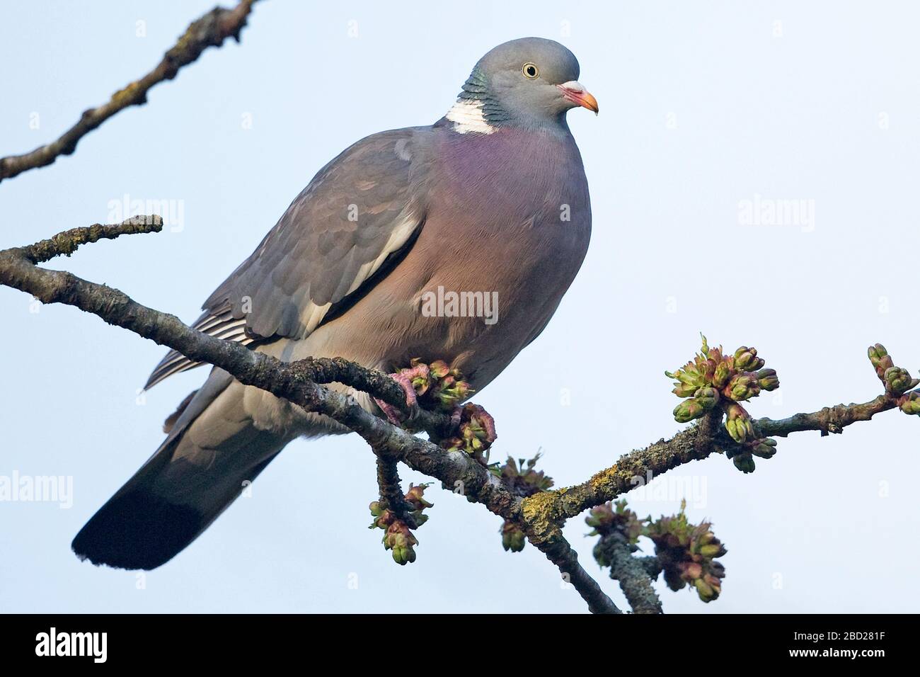 Ringeltaube (Columba Oenas) Stockfoto