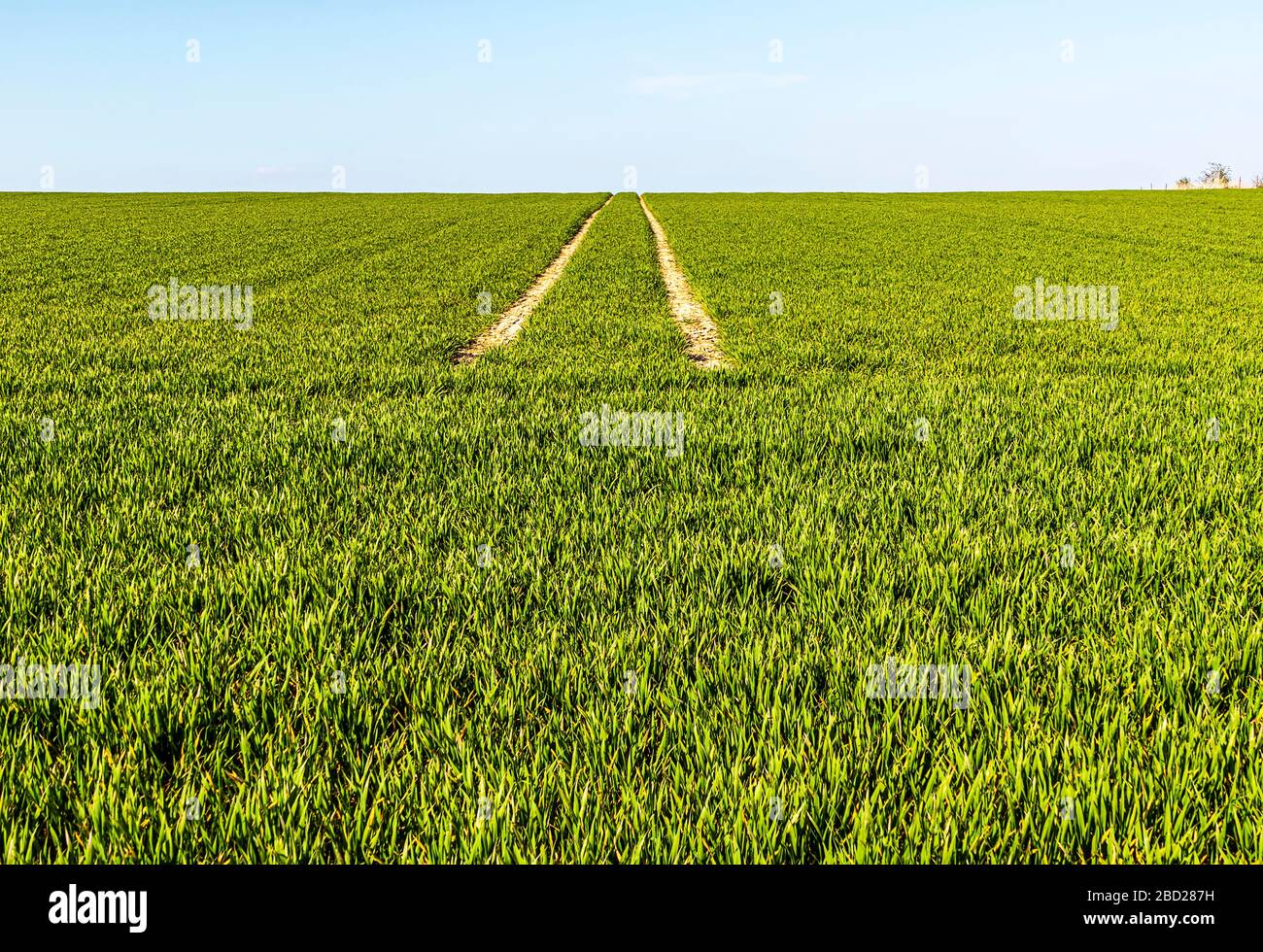 Grüne Landschaft - vom Virus fernlassen Stockfoto