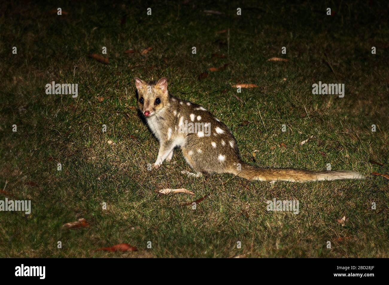 Gefährdeter Ostquoll auf seiner Jagd in der Nacht. Stockfoto