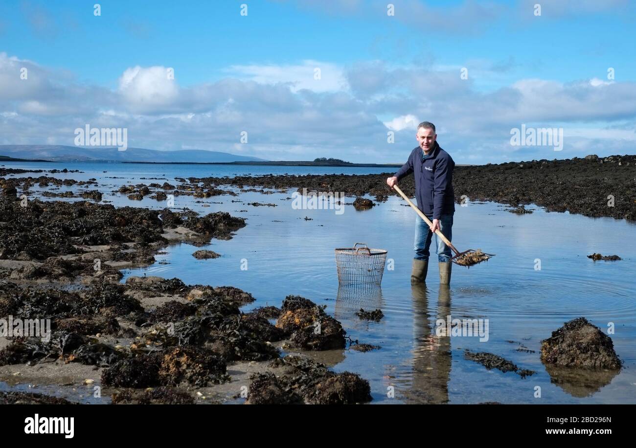 Austern, die von Diarmuid Kelly von Kelly Oysters in Clarenbridge, County Galway, Irland geerntet werden Stockfoto