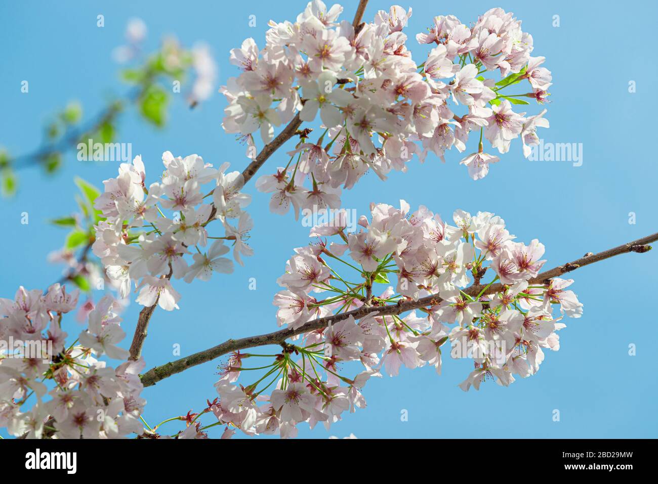 Horizontaler Nahschuss von blühenden Blumen auf einem Bradford Pear Tree. Stockfoto