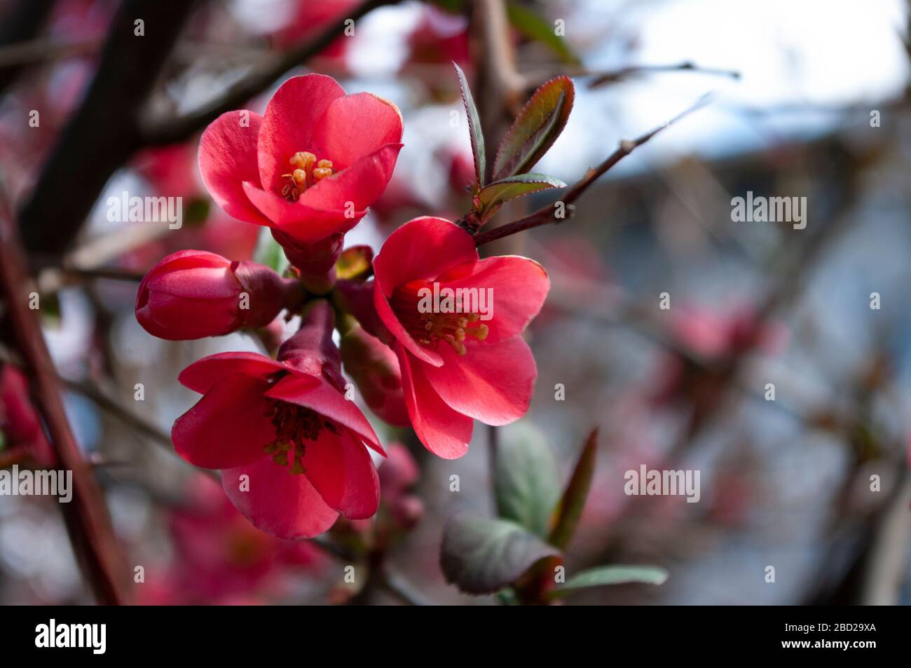 Chaenomeles speciosa rote Blume, Frühling Saison, kopieren Raum für Text. Stockfoto