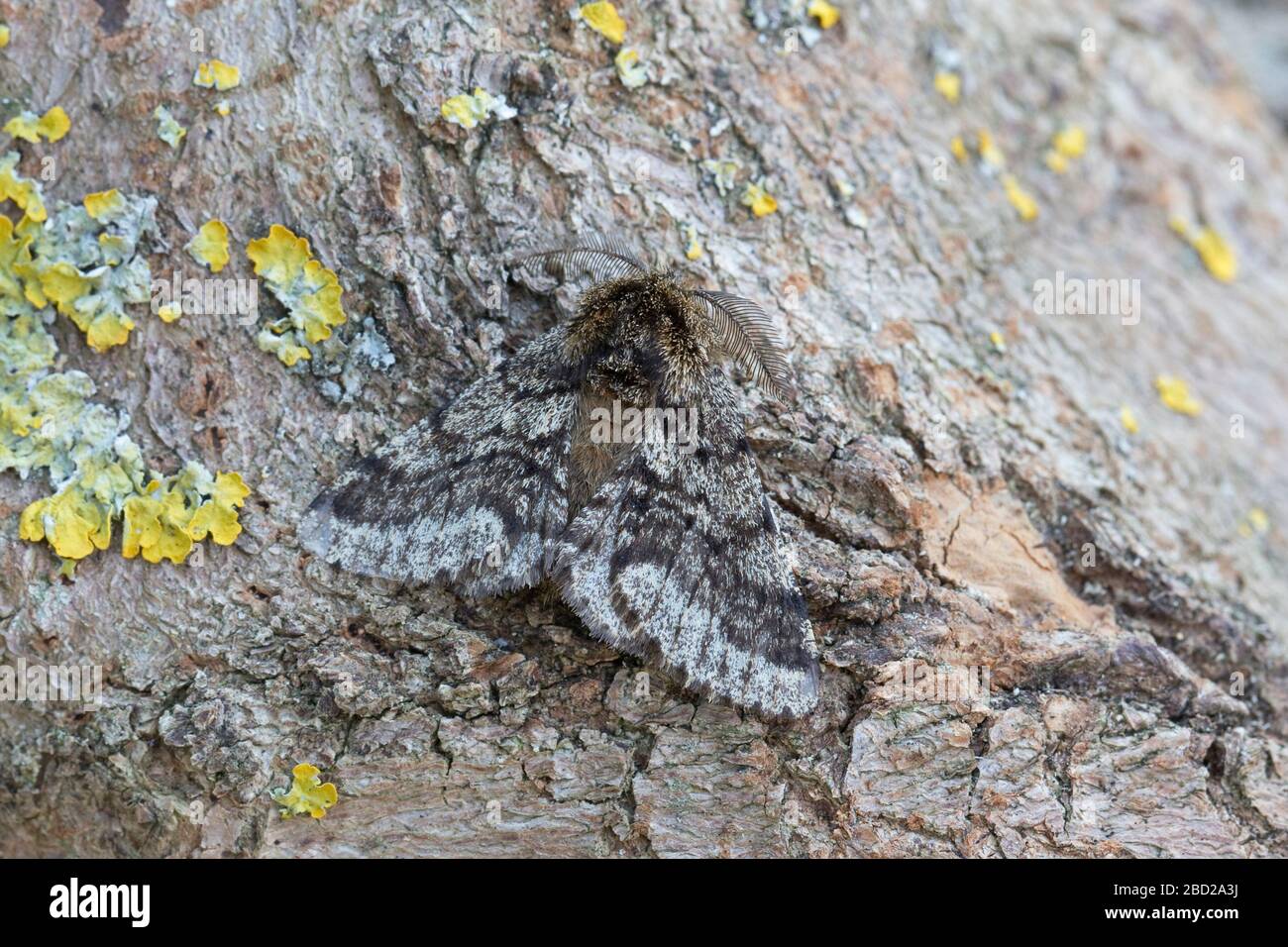 Brindel Schönheit (Lycia Hirtaria) Stockfoto