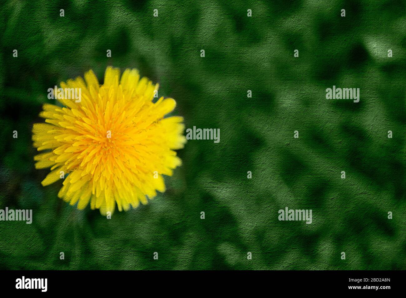 Horizontaler Schuss einer gelben Löwenblume mit grünem Leinwand-Überlagerungshintergrund. Stockfoto