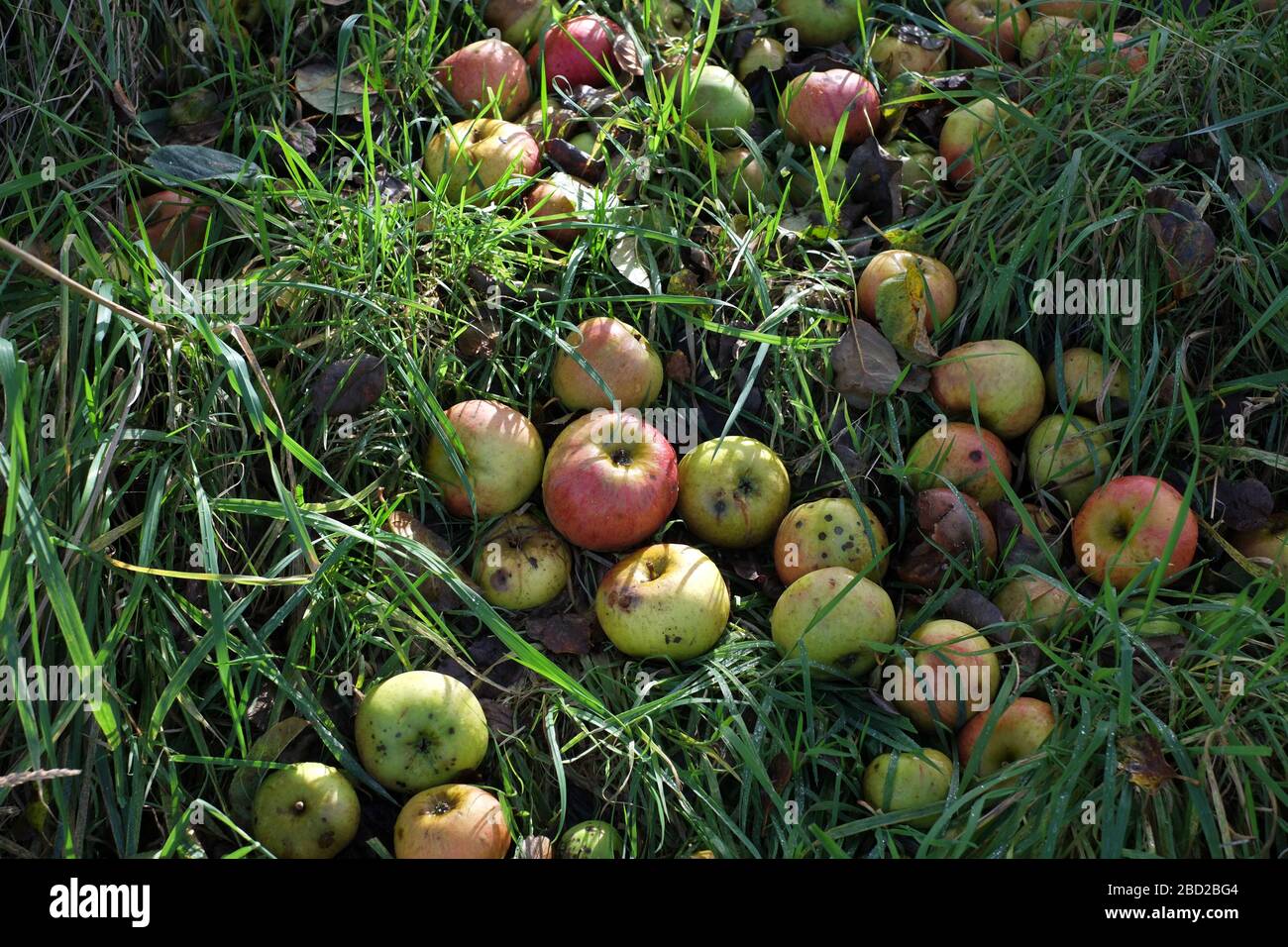 Windfall-Äpfel in Herefordshire Stockfoto