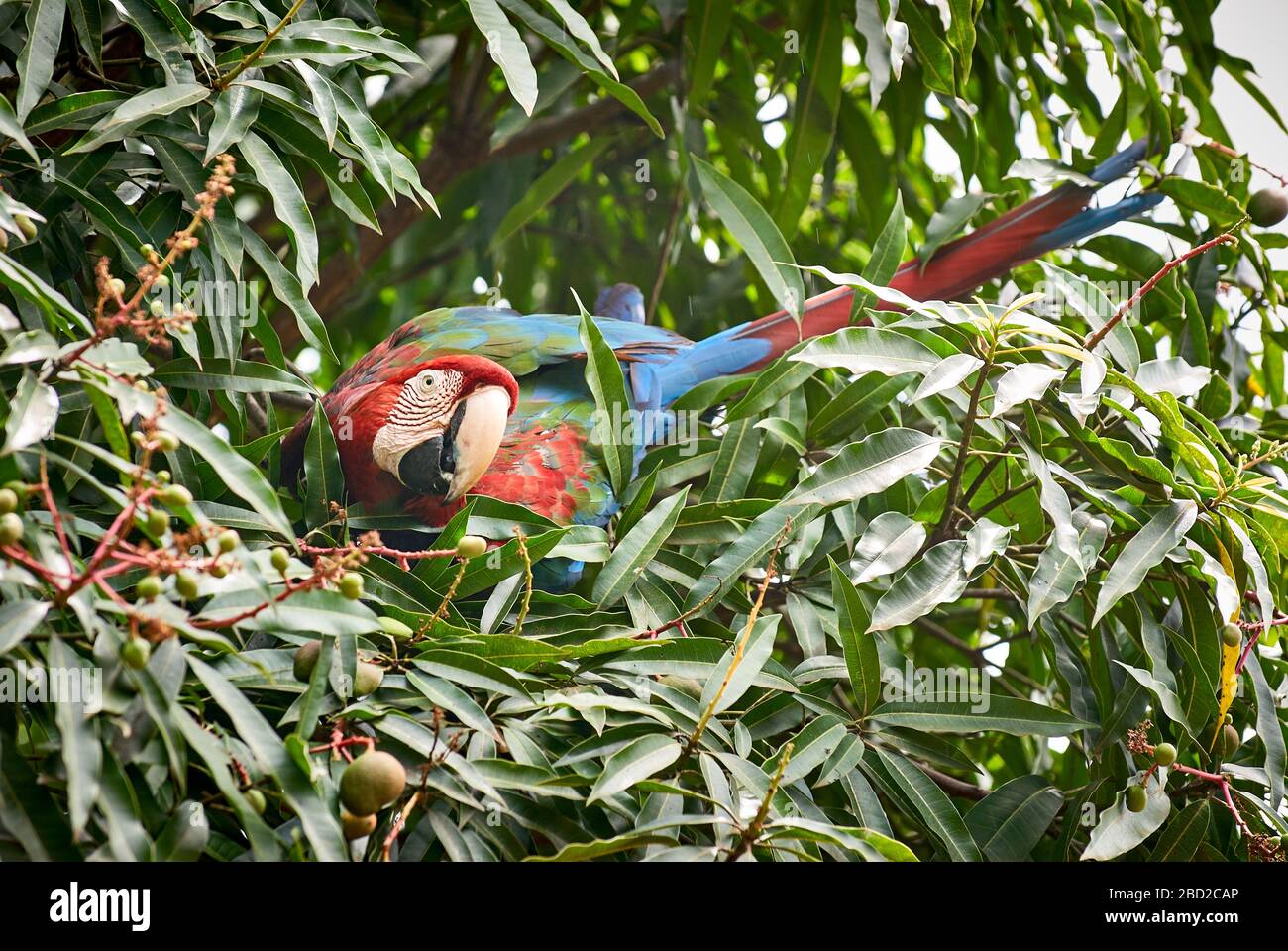 Rot-blau-grüne Makaw, Ara chloroptera Psittacida, CANAIMA, Venezuela, Südamerika, Amerika Stockfoto