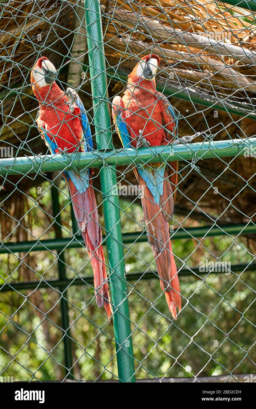 Scharlachrot im Käfig, Tierquälerei, ARA MACAO, CANAIMA, Venezuela, Südamerika, Amerika Stockfoto