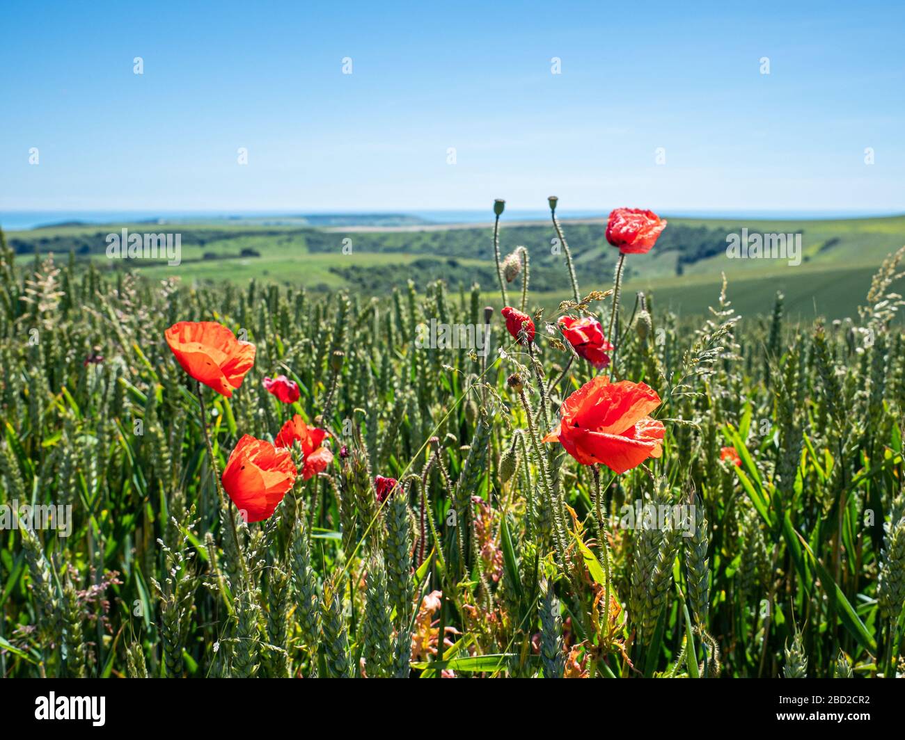 Rote Mohnblumen blühen in einem Weizenfeld in den South Downs, einem Nationalpark in England. Der rote Mohn ist ein Symbol der Erinnerung an den Ersten Weltkrieg. Stockfoto