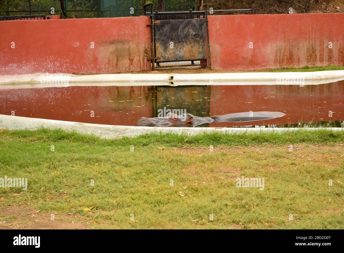 Füttern von Big Hippopotamus in Wasser im Zoo Wildlife Stock Foto Bild Stockfoto