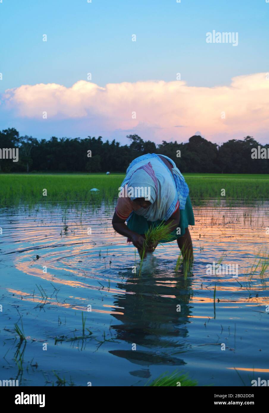 Erntegeräter in einem Paddy-Feld von Assam. Stockfoto