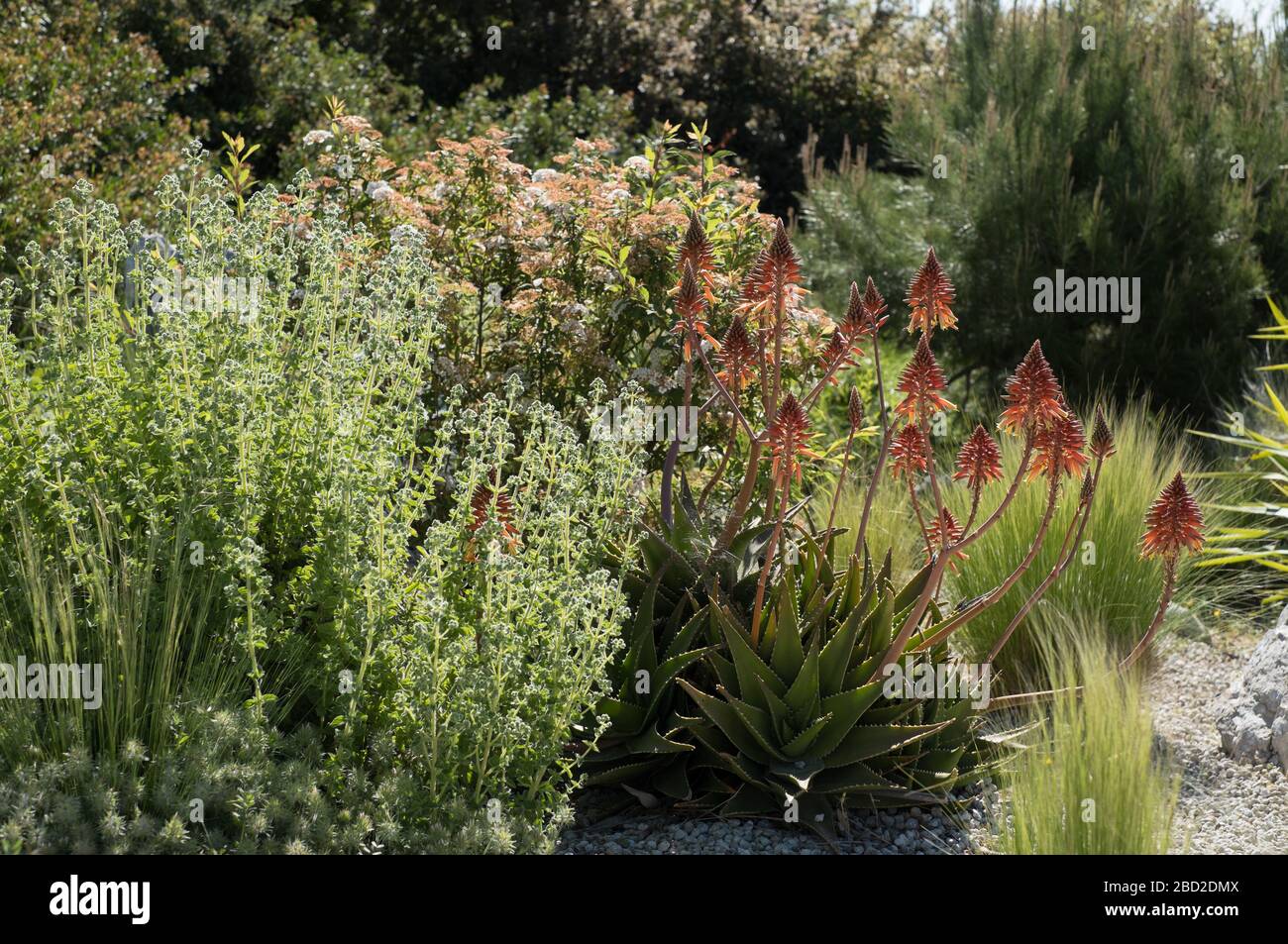 Die exotischen Gärten der Infinity 180 Luxury Suites auf der griechischen sporadischen Insel Alonissos Stockfoto