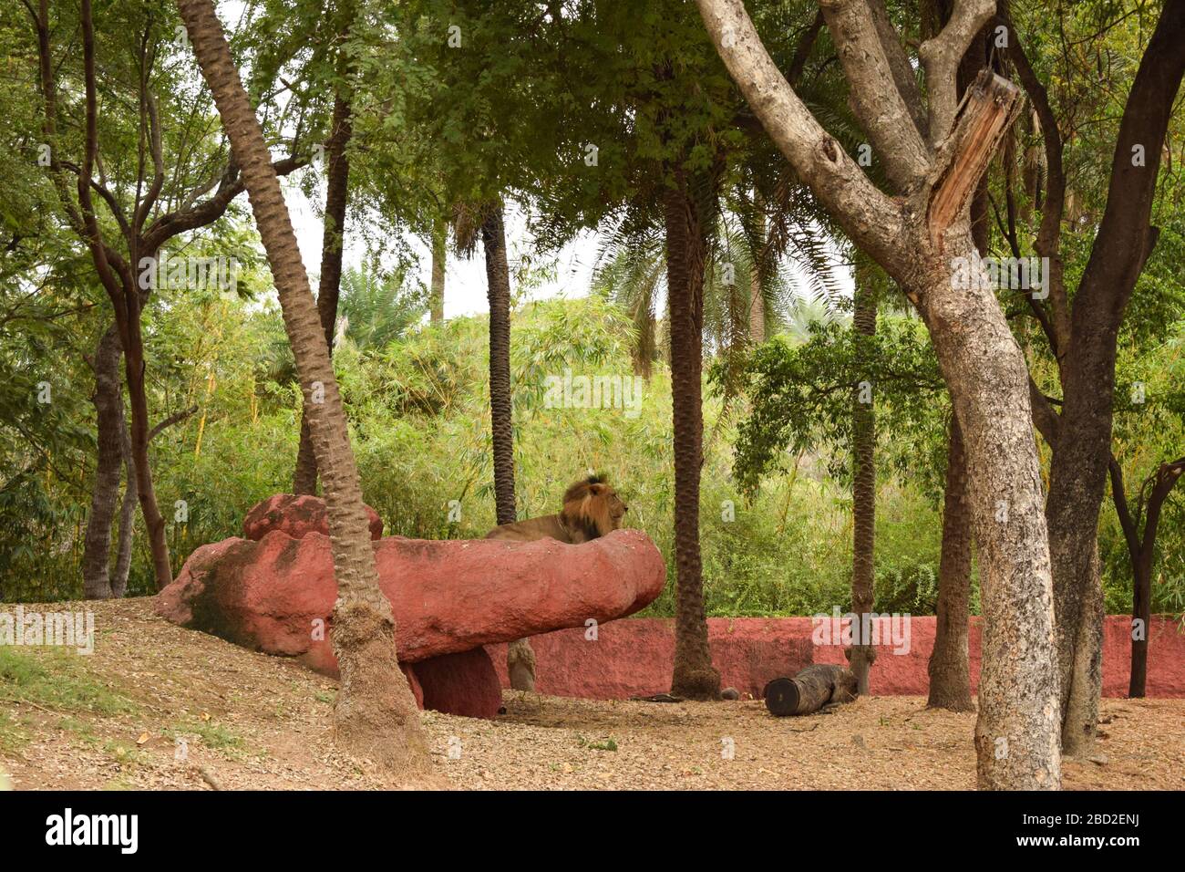 Wildes Tier EIN großer Löwe im Zoo Park Foto Bild Stockfoto