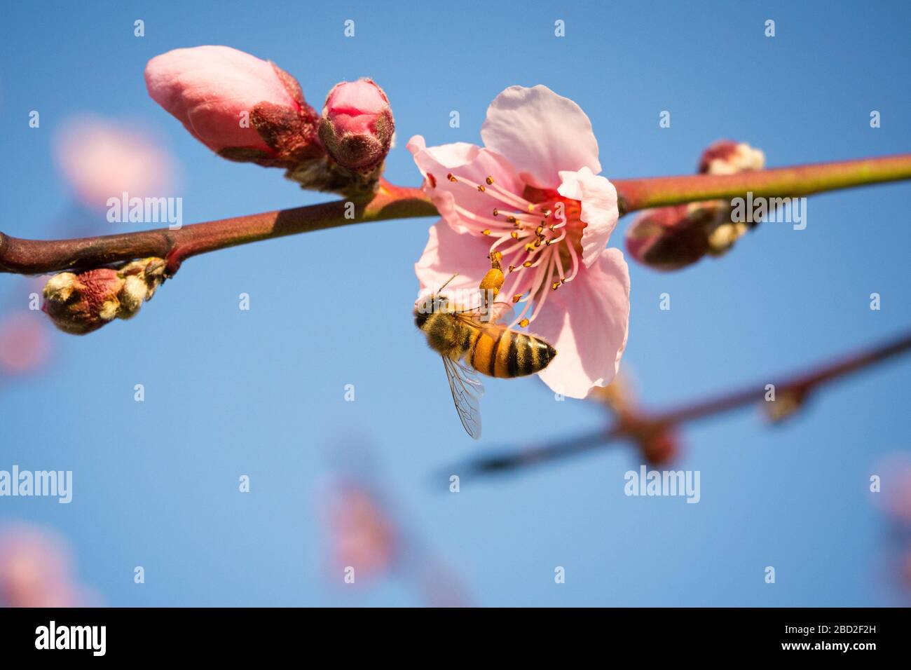 Honigbiene sammelt Nektar aus der Blüte mit Pollen im Frühjahr, Makro Stockfoto