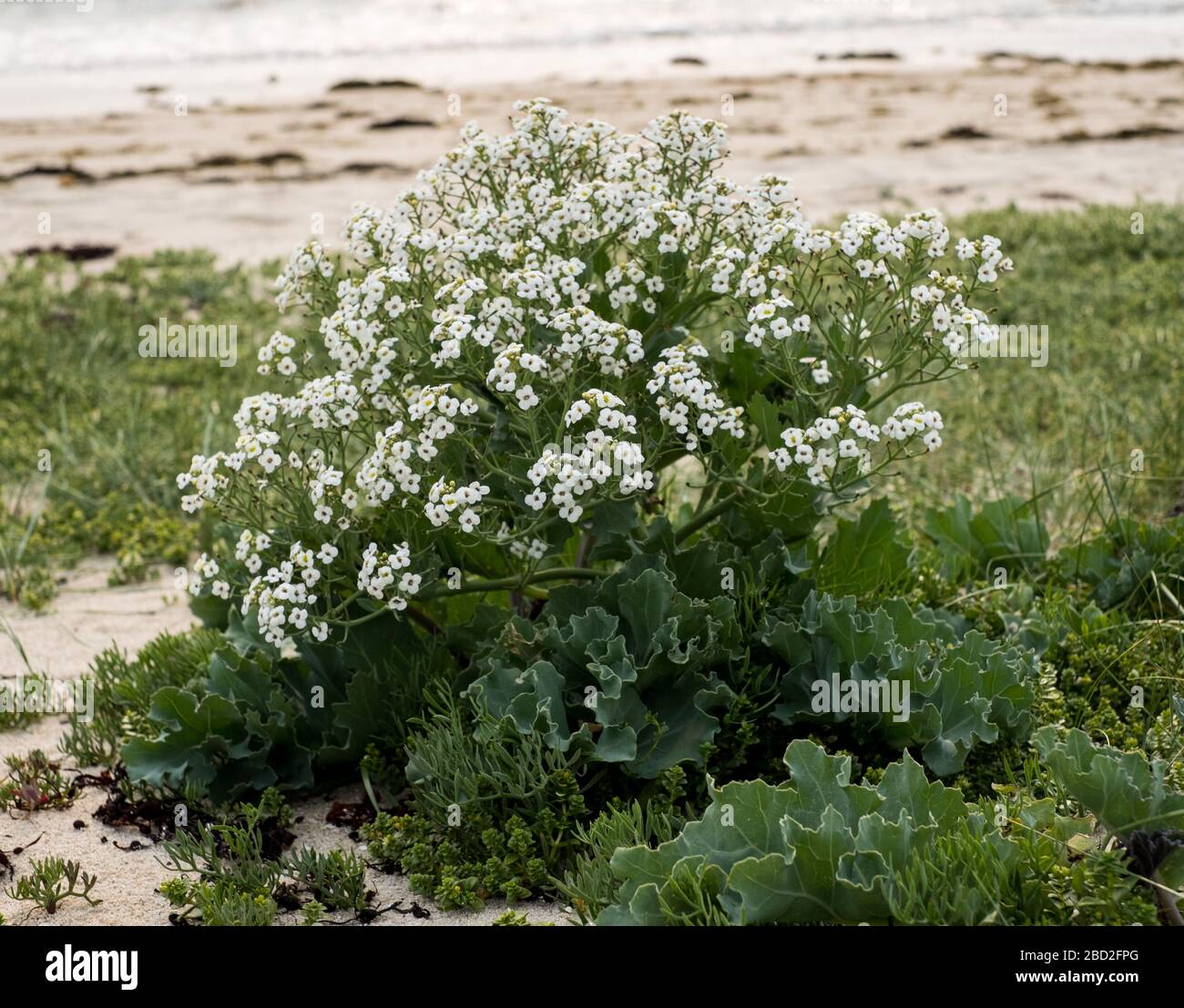 Meerkohl am Strand von St Agnes, Scilly-Inseln Stockfoto