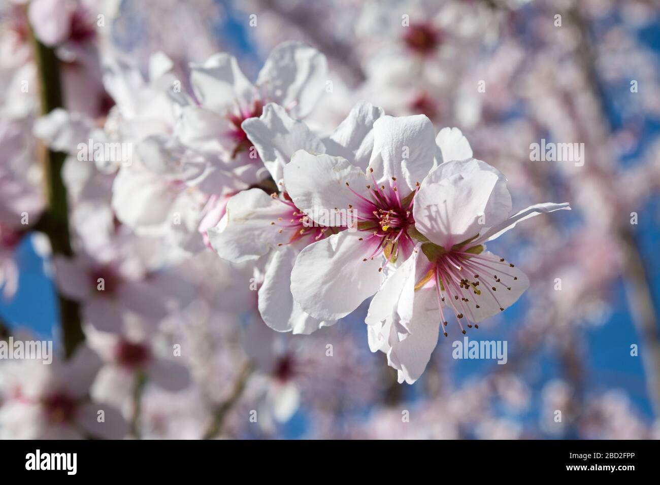 Schöner blühender Mandelbaum mit Blüten in voller Blüte. Italien Stockfoto