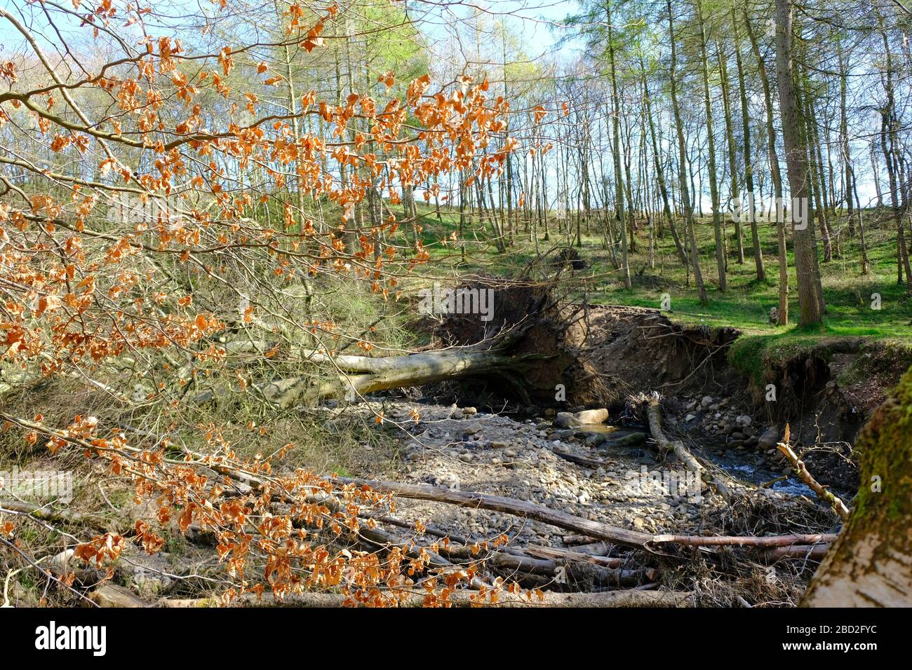 Flußufer Erosion von Flüssen, nachdem sie von viel Regen und steigendem Wasser in dieser neuen Welt des Klimawandels überflutet wurden. Stockfoto