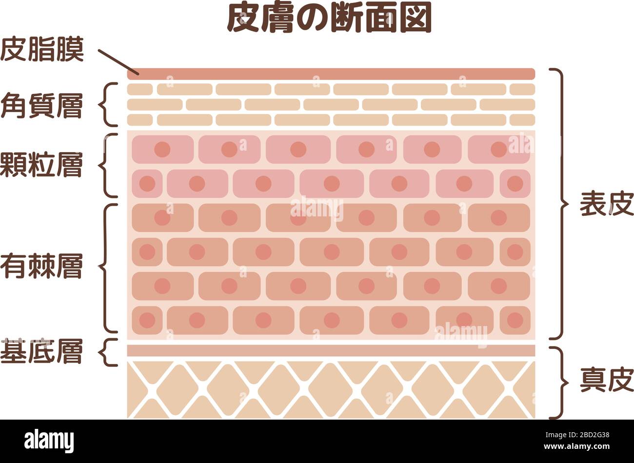 Schicht der menschlichen Haut Illustration Stock Vektor