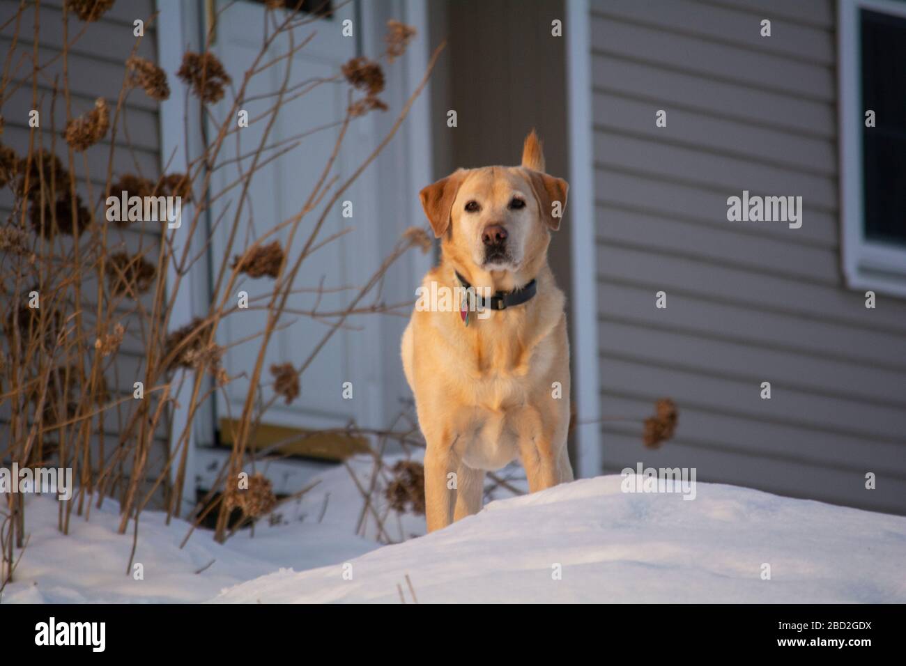 Hund mit Tags im Schnee Stockfoto