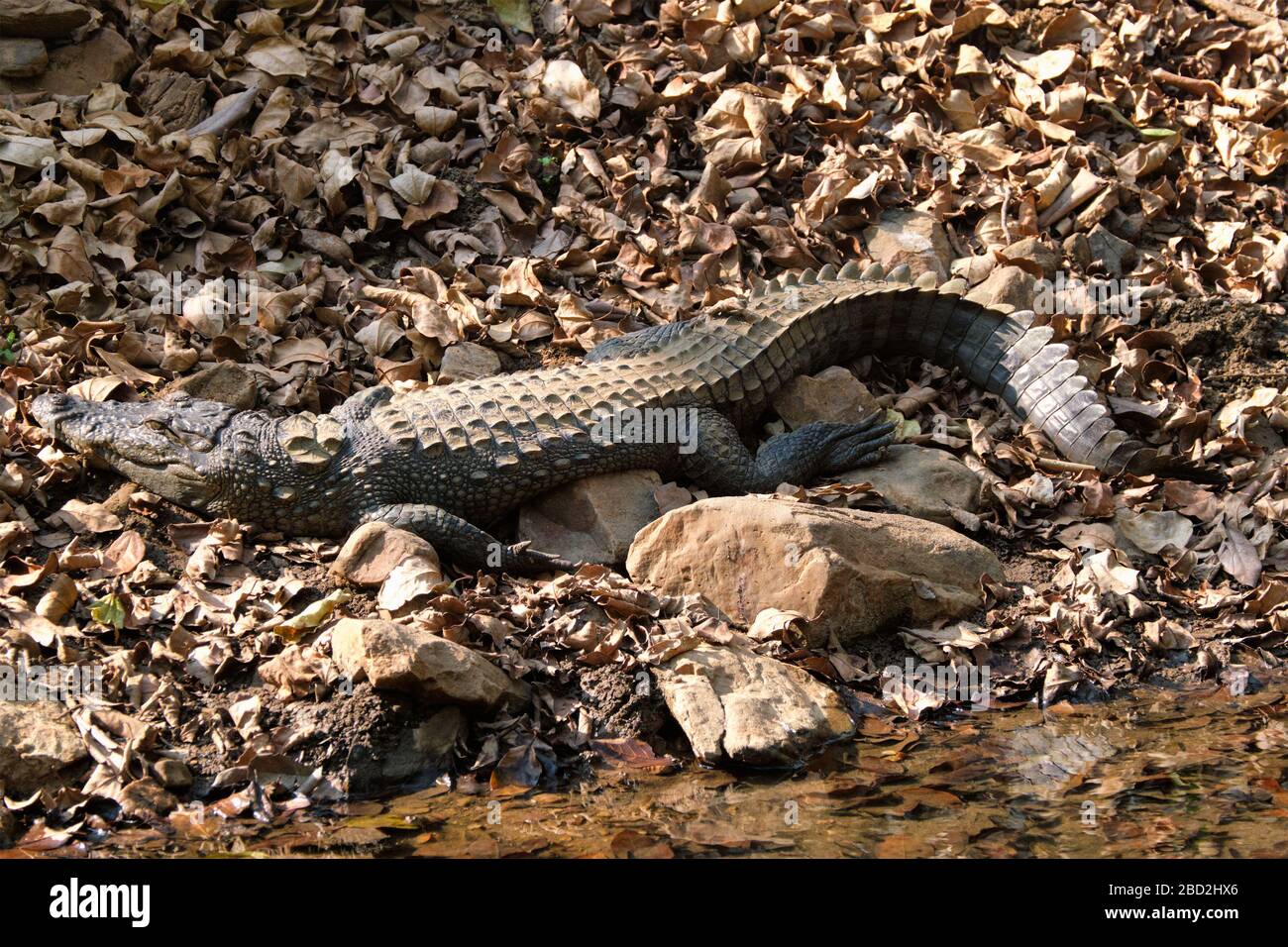 Krokodilhäutchen aus Snub mit Nose-Marsh-Krokodil (Crocodylus palustris) Stockfoto